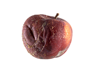 rotten apple fruit isolated on white. side view rotten apple on a white background