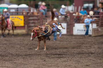 A cowboy is riding a bucking bronco at a rodeo. He is falling off. An out of focus people behind...