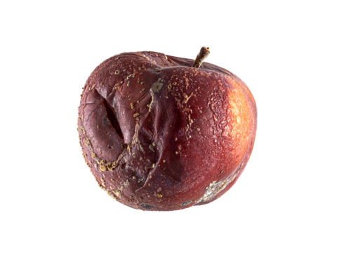 rotten apple fruit isolated on white. side view rotten apple on a white background