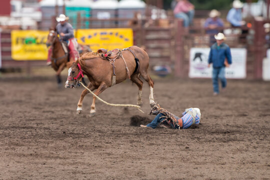 A cowboy has been bucked off a bucking bronco at a rodeo. The horse has all its legs off the ground. Their coral and red railing behind the cowboy. The cowboy is wearing blue with a black. 