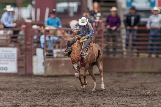A cowboy is riding a bucking bronco at a rodeo. An out of coral with a red railing and people behind the cowboy. The cowboy is wearing black, blue with a white hat.