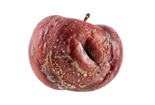 rotten apple fruit isolated on white. side view brown rotten apple on a white background