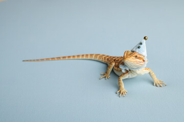 Bearded dragon on isolated blue background. Dragon in a New Year's blue cap card