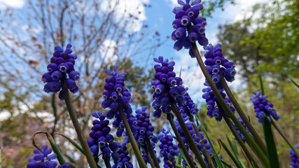 Muscari botryoides - group of plants with blue cluster-shaped flowers