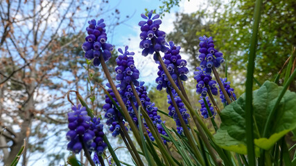 Muscari botryoides - group of plants with blue cluster-shaped flowers - obrazy, fototapety, plakaty