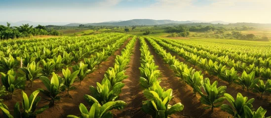 Foto op Aluminium Bird s eye view of banana trees in a field With copyspace for text © 2rogan