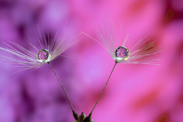 Beautiful water drop on a dandelion flower seed macro in nature.