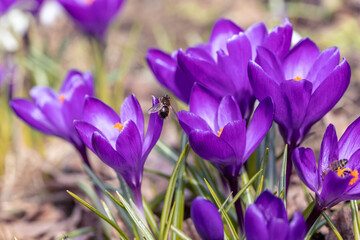 View of blooming spring flowers crocus growing in wildlife.