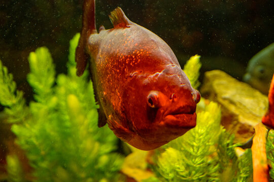 Orange piranha swims in a large aquarium among underwater greenery.