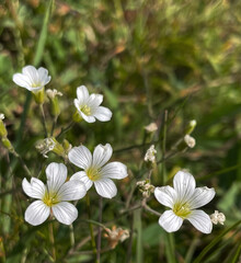 Acker-Hornkraut (Cerastium)
