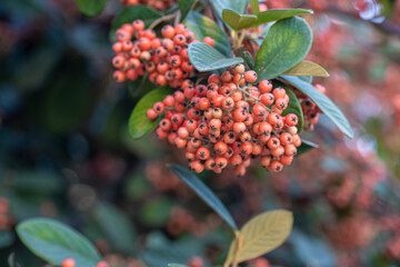  Closeup, seeds of Pyracantha Coccinea, thorny shrub grown in gardens and parks.