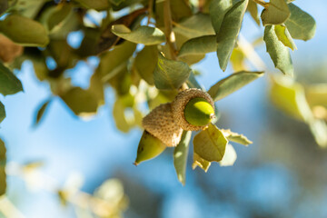A green acorn ripening on the tree branch  © MiguelAngel