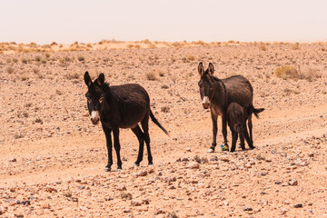 Familia de burros caminando por el desierto de Marruecos  - obrazy, fototapety, plakaty