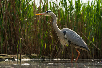 grey heron in the marsh
