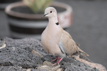 Nahaufnahme einer Türkentaube,Streptopelia decaocto