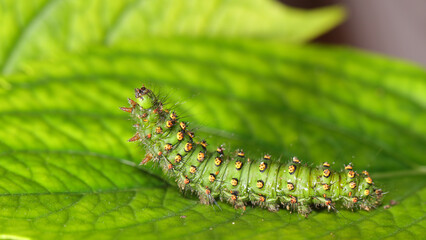 Oruga del Pequeño Pavón