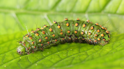 Oruga del Pequeño Pavón