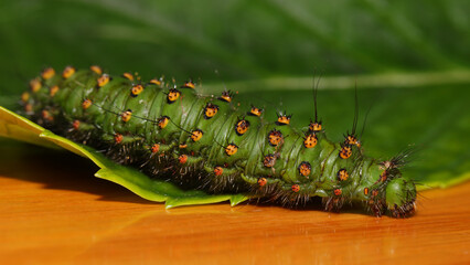 Oruga del Pequeño Pavón