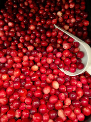 Bright red cranberries and white scoop