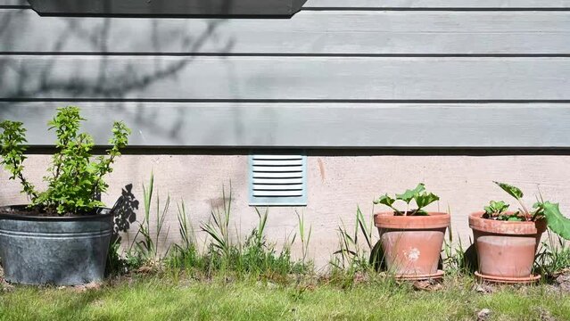 Spring and summer time with pots outdoor in the garden. Rhubarb growing in the terra cotta pots. Growth of berry bush in aluminium planter pot. Beautiful home decoration. Footage made in Sweden