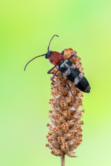 a longhorn beetle called Chlorophorus trifasciatus