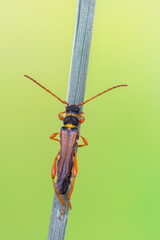 a longhorn beetle called Stenopterus flavicornis