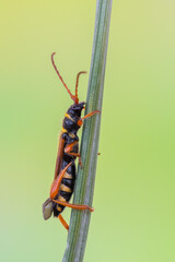 a longhorn beetle called Stenopterus flavicornis