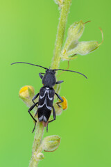 a longhorn beetle called Chlorophorus sartor