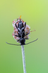 a longhorn beetle called Chlorophorus sartor