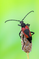 a longhorn beetle called Stictoleptura cordigera