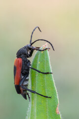 a longhorn beetle called Stictoleptura cordigera