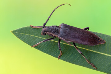 a longhorn beetle called Cerambyx carinatus
