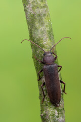 a longhorn beetle called Arhopalus rusticus