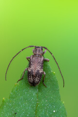 a longhorn beetle called Exocentrus adspersus
