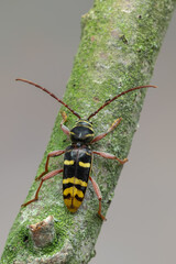 a longhorn beetle called Plagionotus detritus