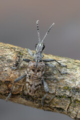 a longhorn beetle called Rhagium inquisitor