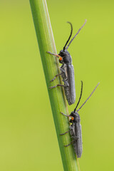 a longhorn beetle called Phytoecia cylindrica