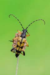 a longhorn beetle called Rutpela maculata
