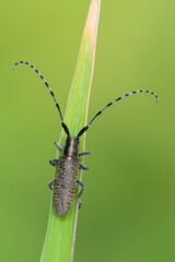 a longhorn beetle called Agapanthia villosoviridescens