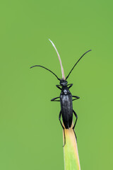 a longhorn beetle called Stenurella nigra
