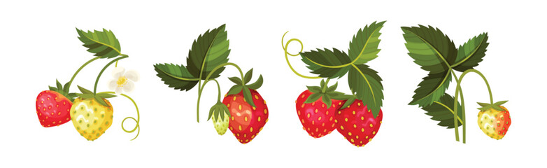 Sweet Strawberry Red Fruit Branch with Green Leaf and Stem Vector Set