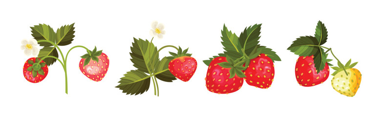 Sweet Strawberry Red Fruit Branch with Green Leaf and Stem Vector Set