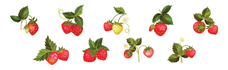 Sweet Strawberry Red Fruit Branch with Green Leaf and Stem Vector Set