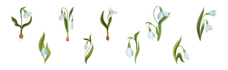 Snowdrops Spring Flowers on Green Stem Vector Set