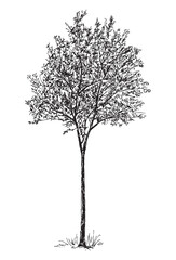 Sketch of single young deciduous tree silhouette