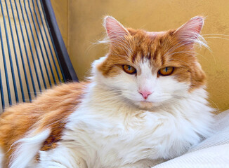 Beautiful ginger white cat  looking at camera outdoor, close up portrait. Domestic life.