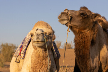 Usbekistan: Kamele in der Kyzylkum Wüste - Close Up - obrazy, fototapety, plakaty