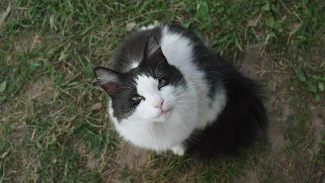 Black and white cat sits on green grass, meows and looks at camera, top view. Pet rescued from shelter asks for owner attention and communicates hunger in animal language.