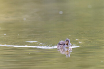 Fototapeta premium Common teal female Anas crecca swimming on a pond