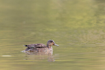 Common teal female Anas crecca swimming on a pond